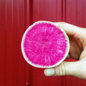 CSA Beet
