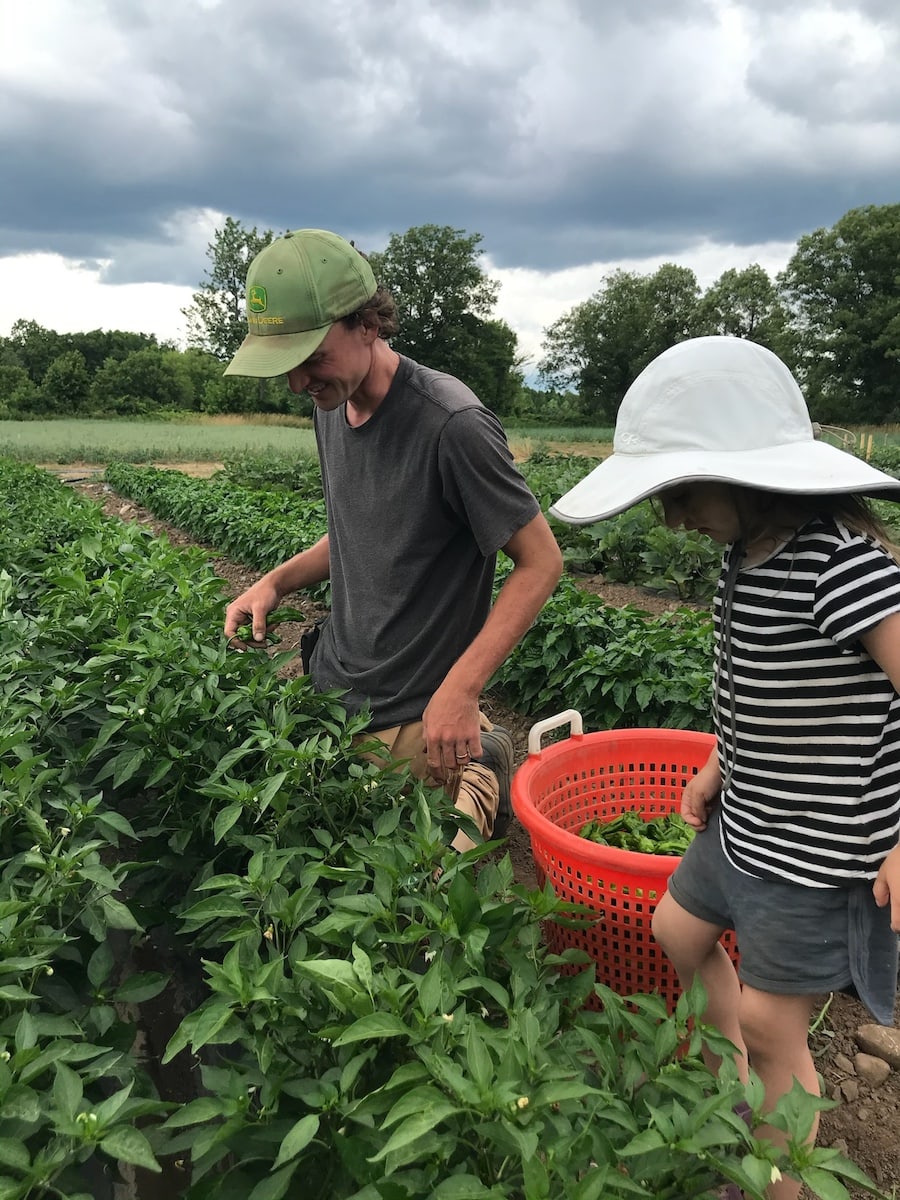 organge basket harvesting